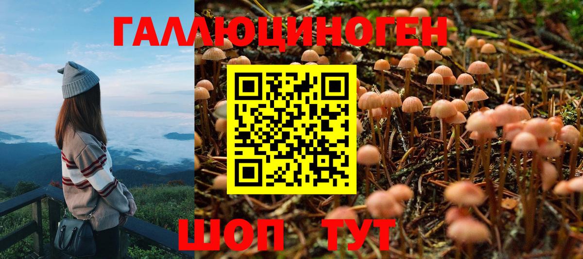Галлюциногенные грибы Psilocybe Новокузнецк